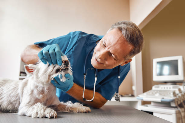 Best Mobile Emergency Dentist in Ship Bottom, NJ
